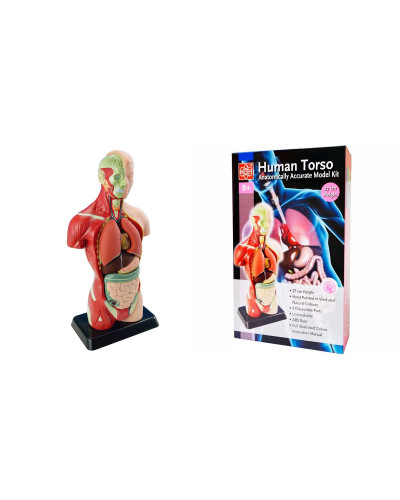 Анатомическая модель человека Edu-Toys сборная, 27 см. (MK027)